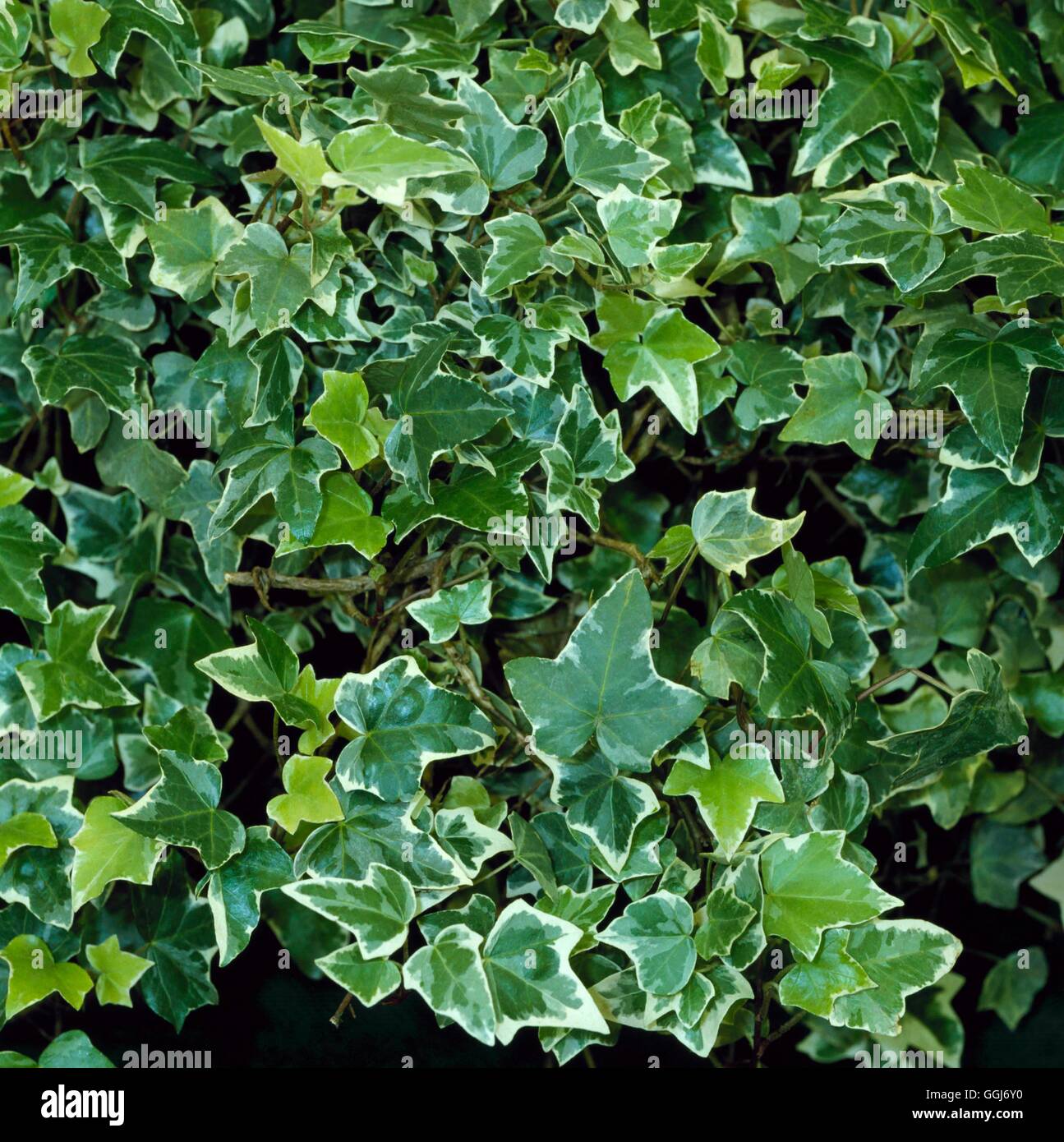 Hedera helix - `Heise'   CLS062395 Stock Photo